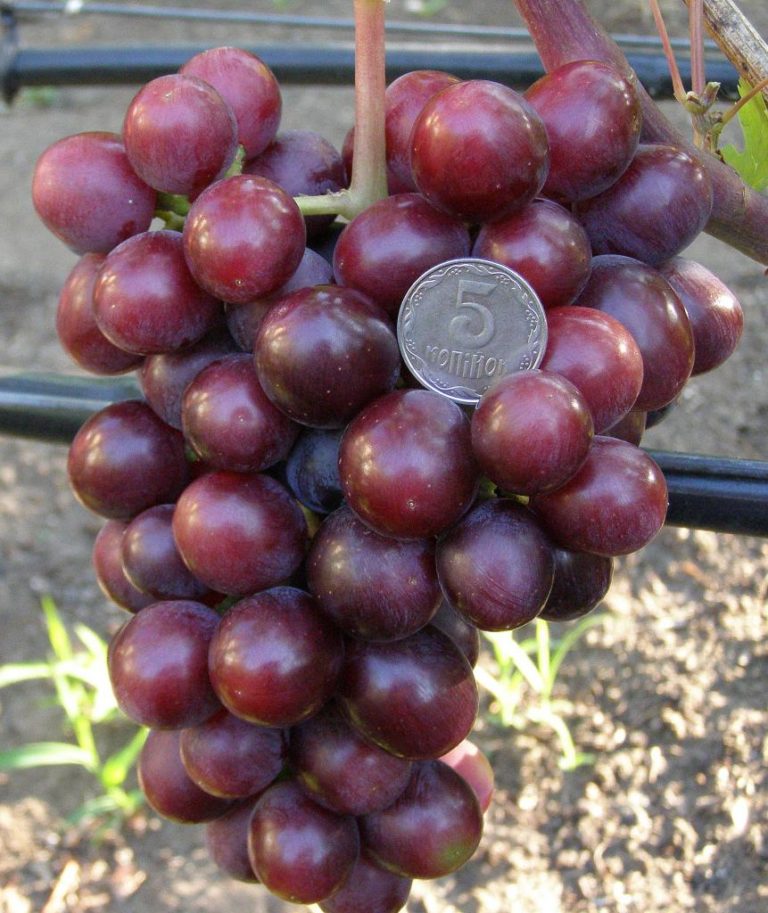 Виноград заря несветая: фото и описание сорта