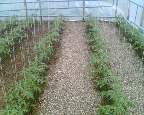 Как вырастить помидоры: агротехника возделывания хороших томатов правильно от а до я, а также секреты, как лучше осуществлять уход для получения большого урожая русский фермер