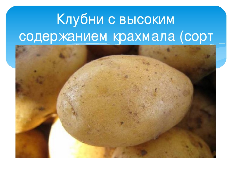 Картофель аврора: характеристика и описание сорта, фото, отзывы