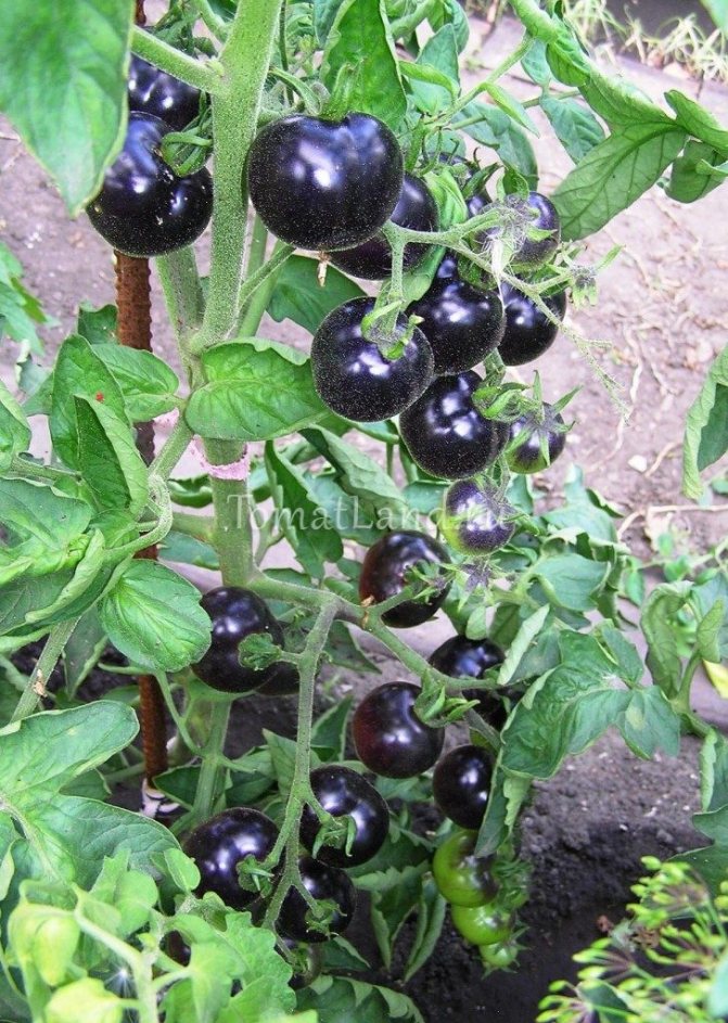 Томат черная гроздь f1: описание сорта, фото и урожайность, отзывы