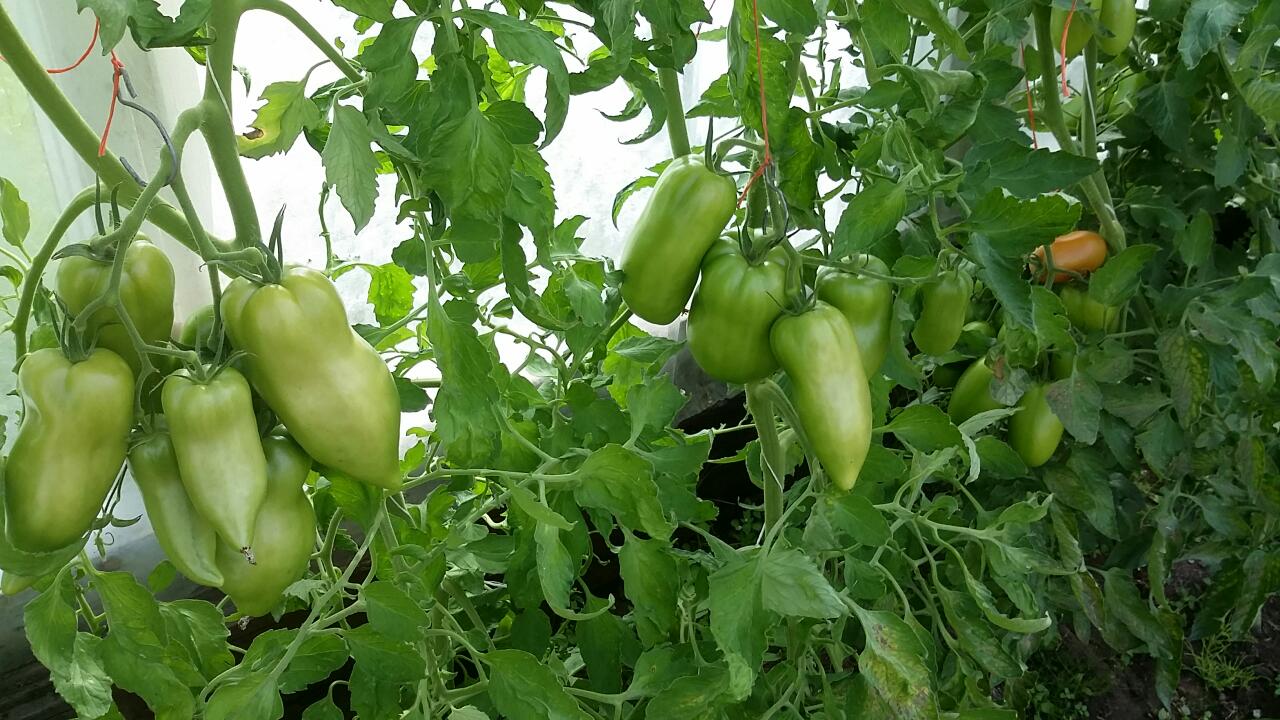 Описание и характеристики сорта томата сэр элиан, его урожайность