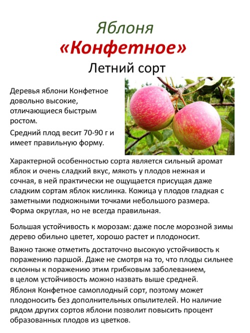 Характеристики и описание яблони сорта Конфетное, опылители и уход