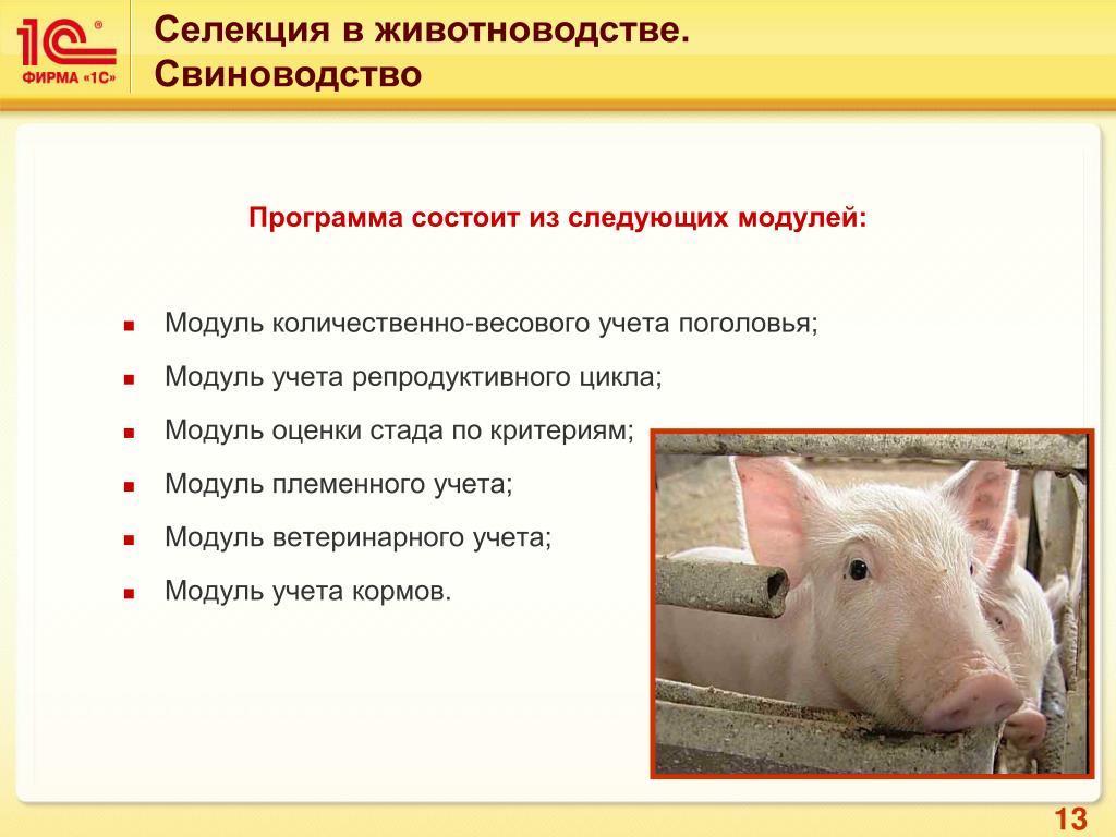 Домашняя свинья - особенности ухода и правила разведения (видео + 115 фото)