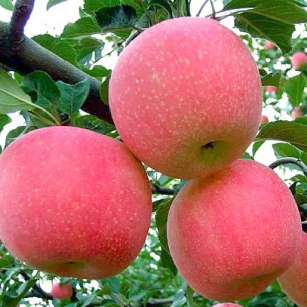 О яблоне фуджи: описание и характеристики сорта, посадка и уход, выращивание