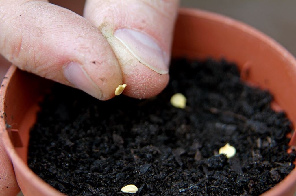 Как вырастить рассаду перца в домашних условиях? когда сажать сладкий перец на рассаду?