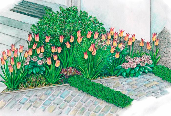 Как красиво посадить тюльпаны: все о ландшафтном дизайне
