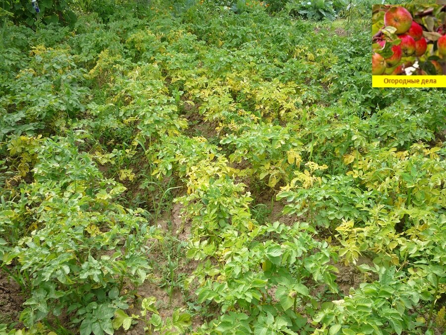Почему желтеют листья картофеля и что делать в такой ситуации? – дачные дела