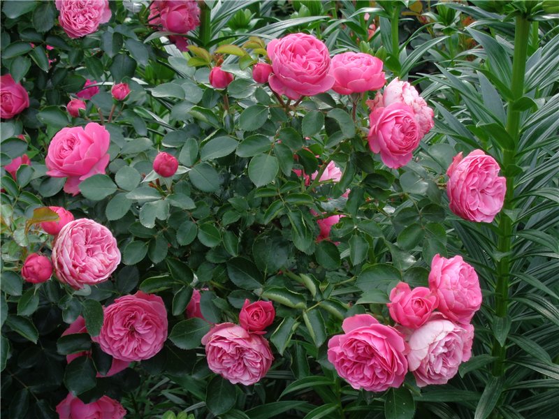 Описание розы сорта леонардо да винчи, посадка, выращивание и уход