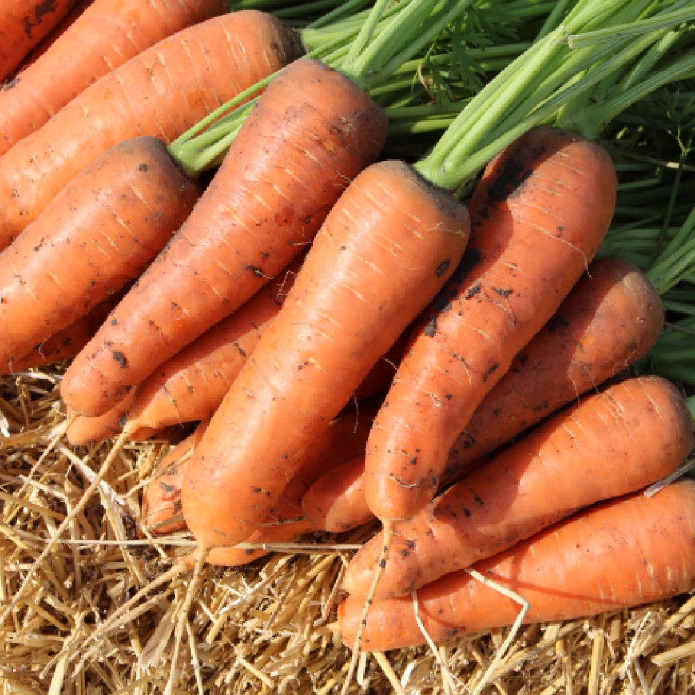 Лучшие сорта моркови. фото с описанием сорта