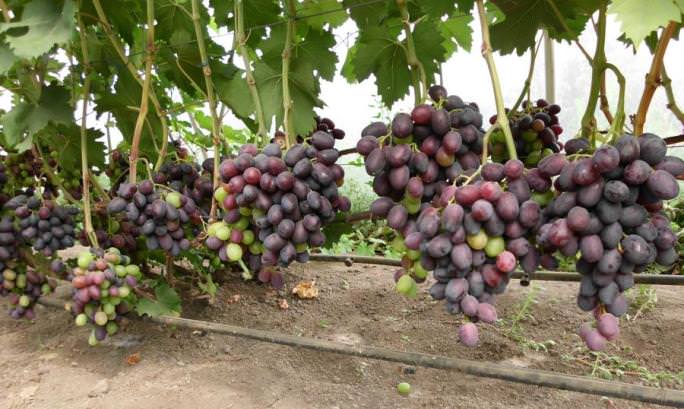 Шираз виноград: сорт вина сира и его описание