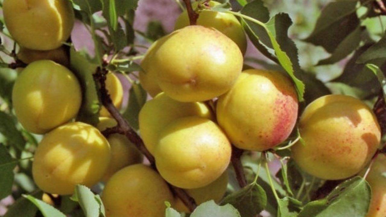 Описание и характеристика абрикоса Шалах, родственники и выращивание