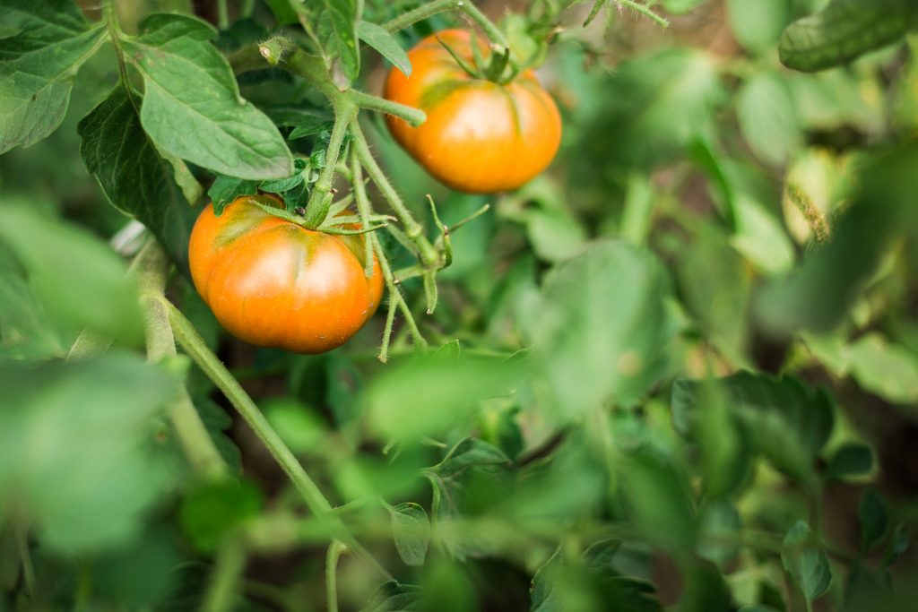 Описание гибридного томата Рапсодия и рекомендации по выращиванию растения