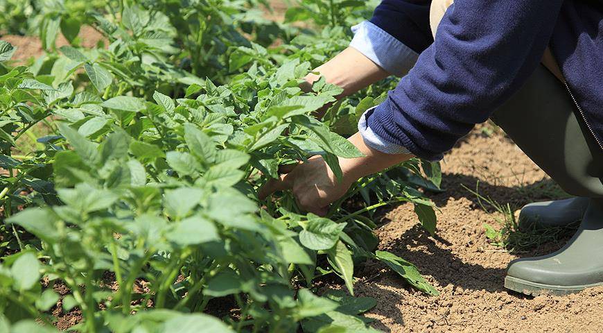 Выращивание картофеля без прополки и окучивания: как сделать с умом и что для этого нужно? русский фермер
