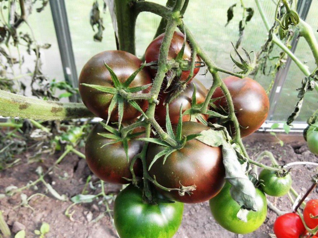 Особенности сорта томата чёрный принц, условия его выращивания