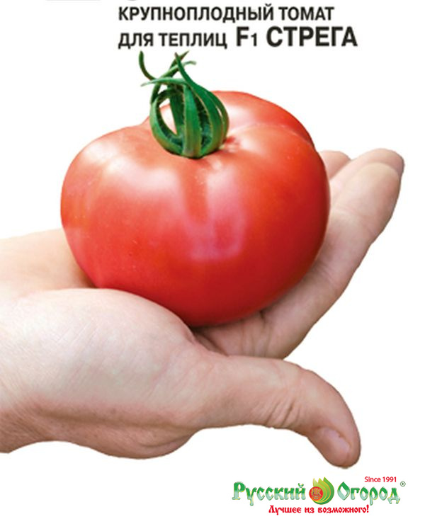 Стрега - сорт растения томат