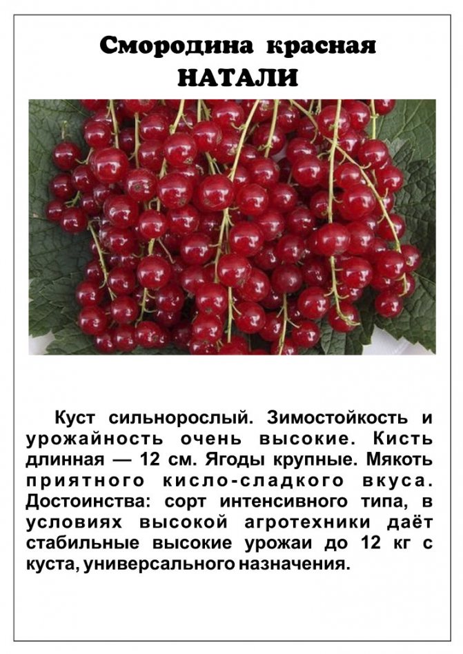 Красная смородина мармеладница: описание сорта, правила выращивания с фото