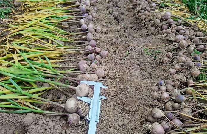 Выращивание чеснока посадкой бульбочками: когда сажать весной и осенью |