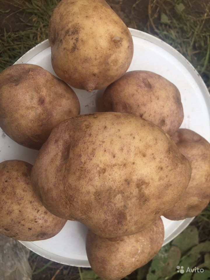 Все о сорте картофеля колобок: описание и фото, особенности выращивания и ухода и другие нюансы