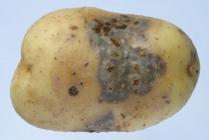 Россельхознадзор / основные болезни и вредители картофеля