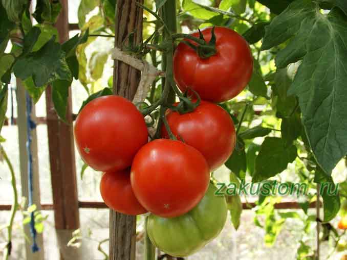Томат махитос (f1): описание и характеристики сорта, фото кустов и помидоров, агротехника и нюансы выращивания