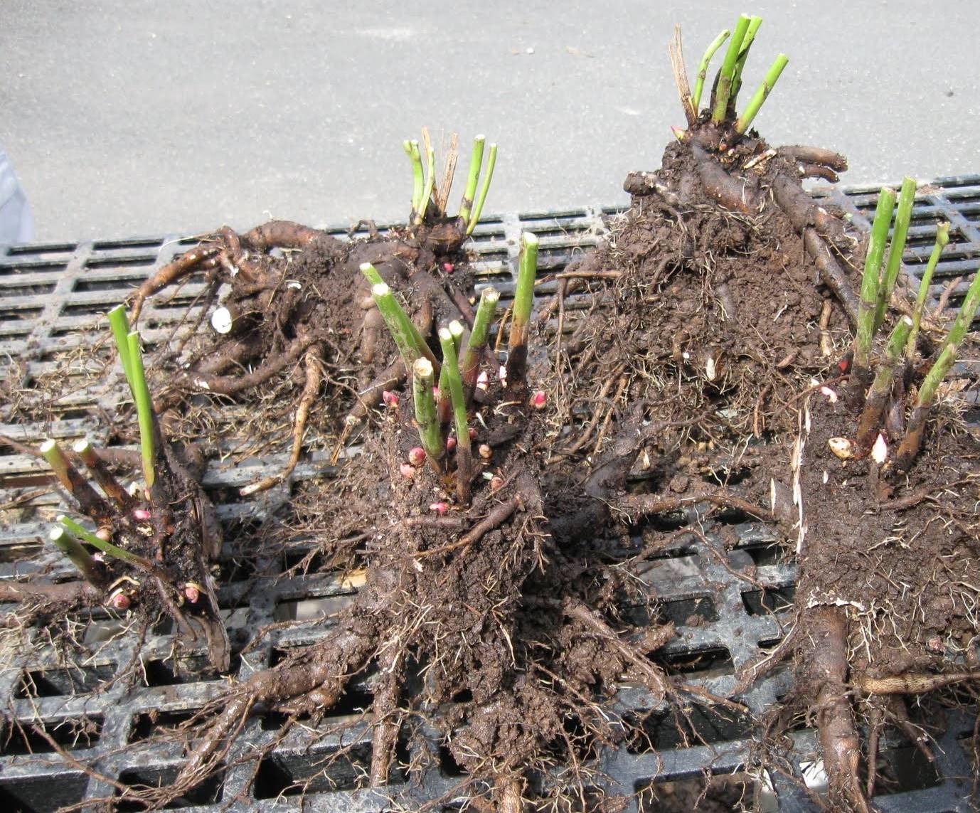 Выращивание флоксов многолетников из семян