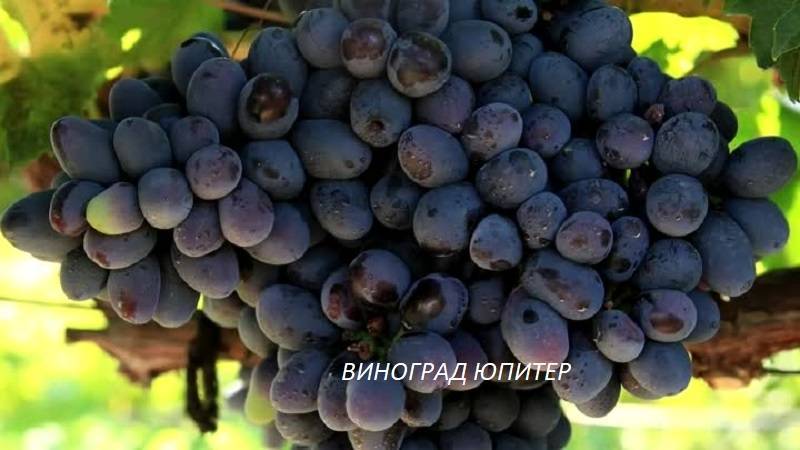 Подробное описание сорта винограда юпитер