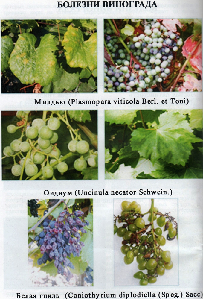 Болезни винограда: описание, лечение, обработка от вредителей
