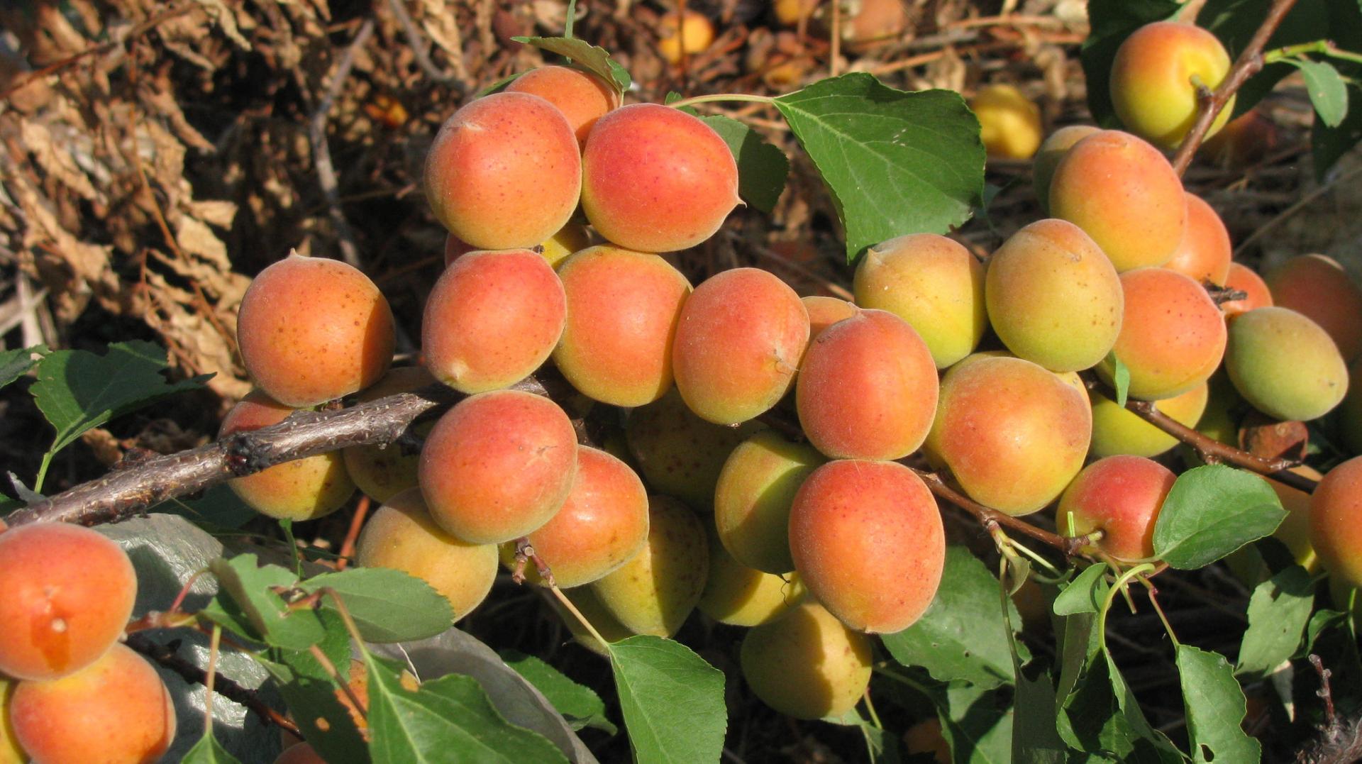 Описание и тонкости выращивания абрикоса сорта чемпион севера