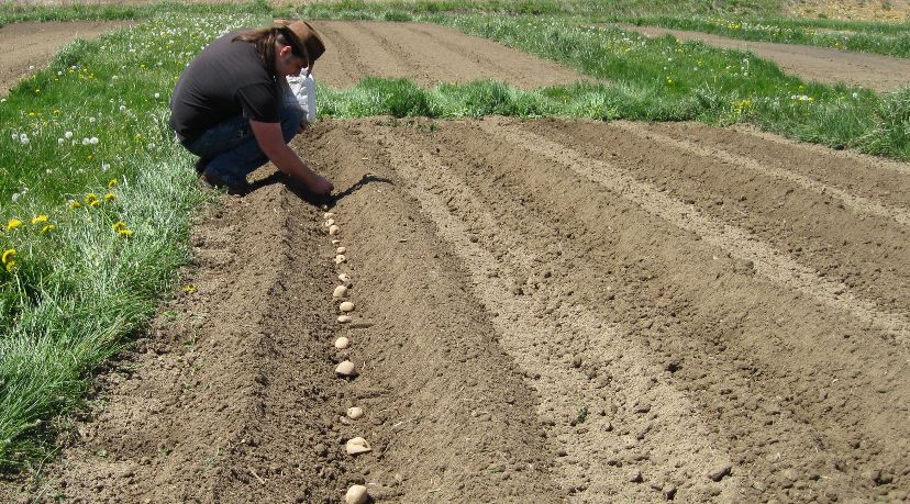 Посадка картошки по митлайдеру - в рассаде