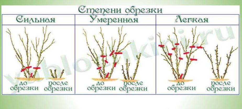 Уход за розами осенью (в сентябре и октябре): основные принципы ухода и подготовки роз к зиме