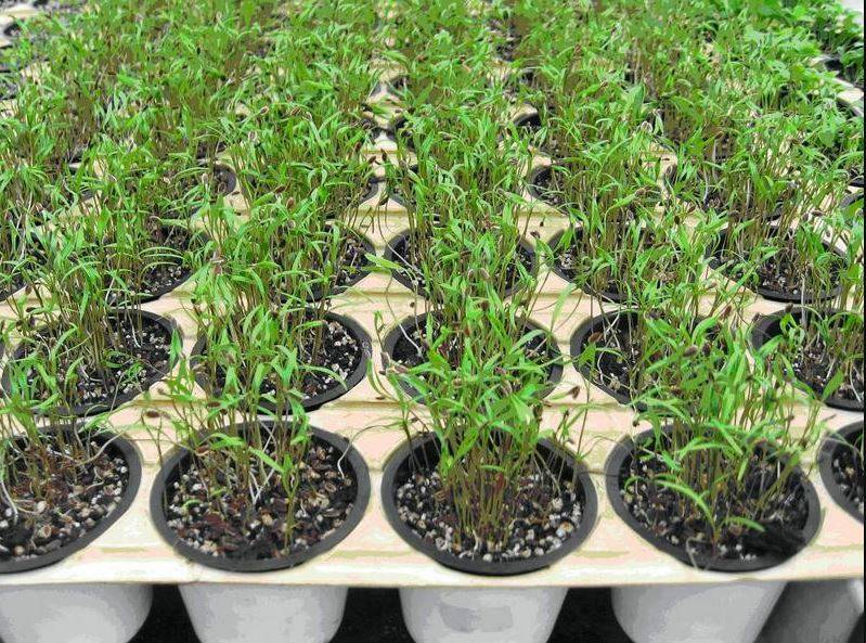Теплица для выращивания зелени на продажу: выращивание укропа, зеленого лука зимой круглый год, видео