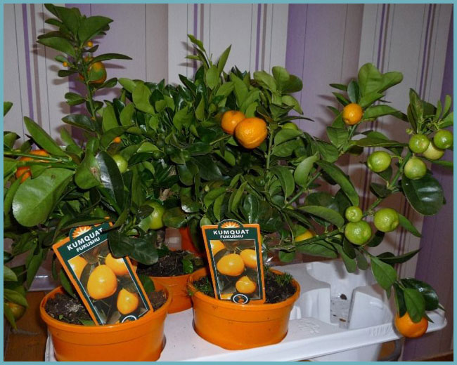 Домашний мандарин: выращивание из косточки, условия ухода