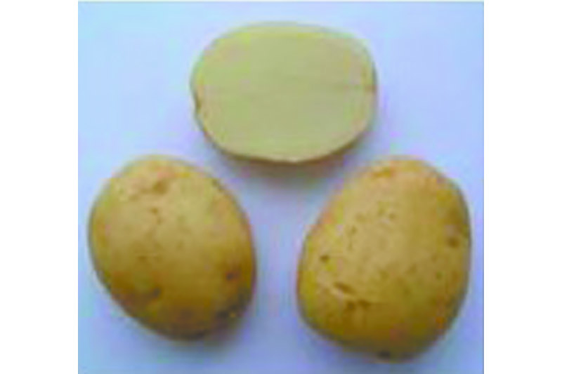 Сорта картофеля - описание, характеристики и фото