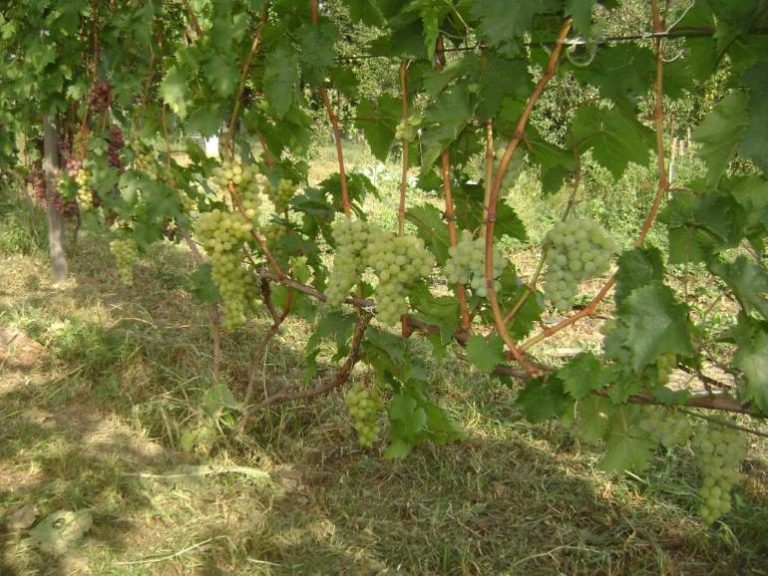 Виноград галбена ноу: описание сорта, фото и отзывы садоводов