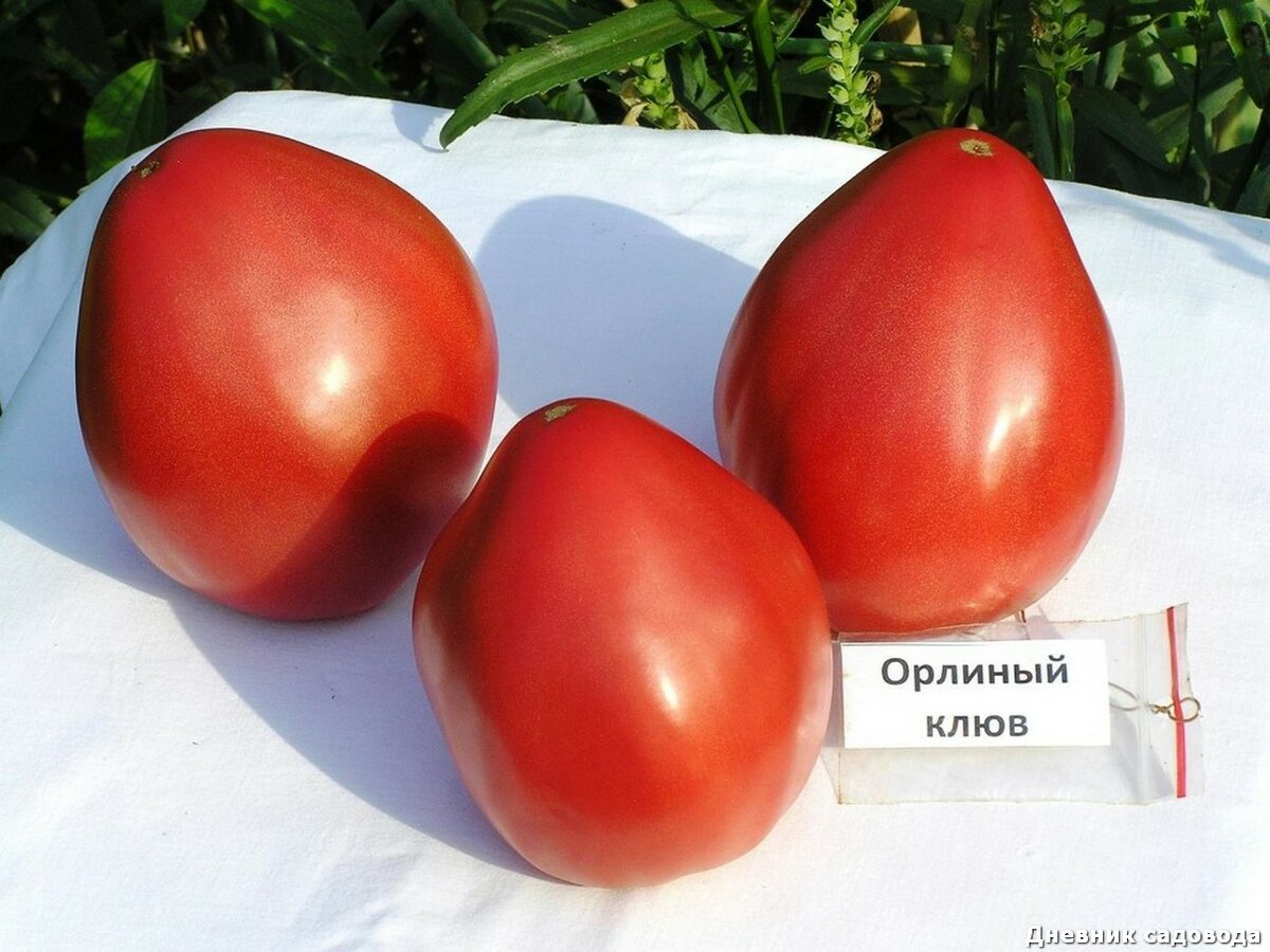 Описание лучших сортов томатов для Краснодарского края открытого грунта и теплиц