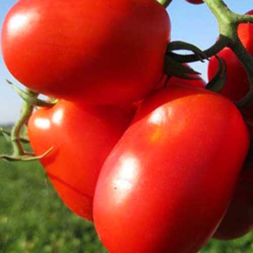 Детерминантные помидоры: лучшие сорта для теплицы. 110 фото и видео советы по выращиваю