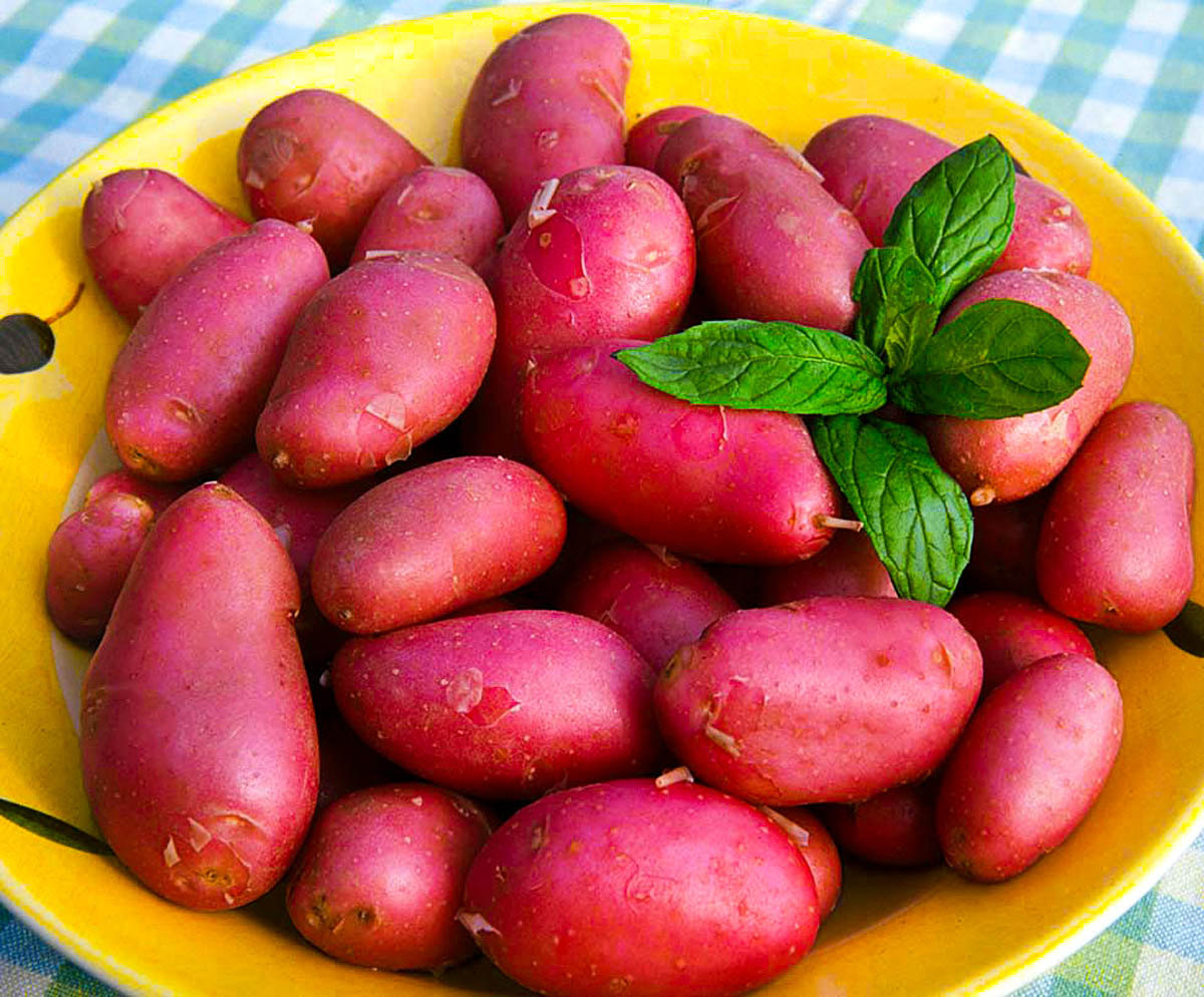 Лучшие сорта картофеля для посадки в беларуси