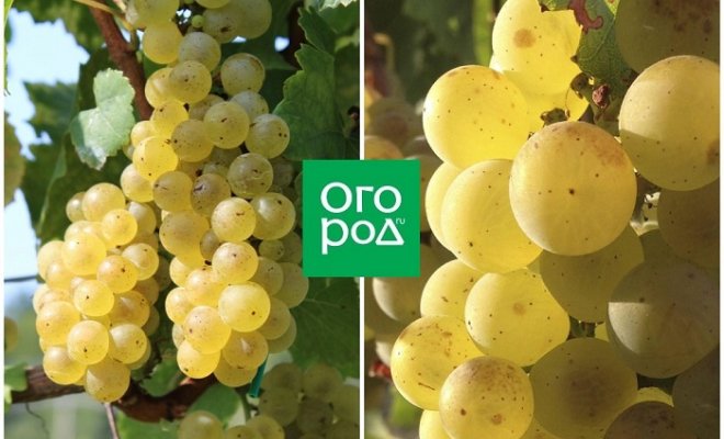 Виноград аркадия: описание сорта с характеристикой и отзывами, особенности посадки и выращивания, фото