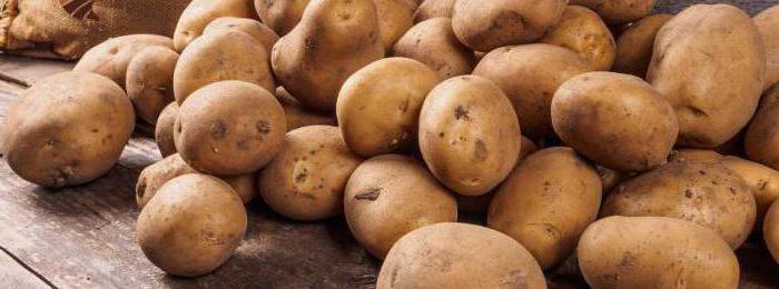 Картофель коломбо: описание и характеристика сорта, мнение садоводов с фото