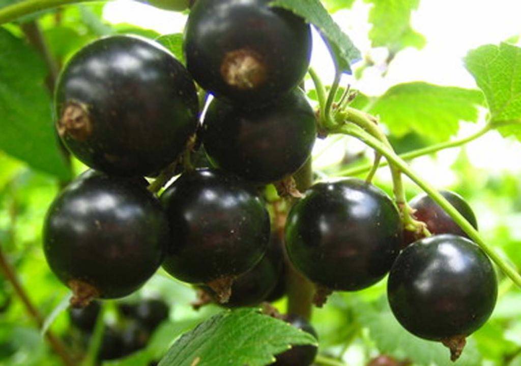 21 лучших сорта черной смородины, с крупными и сладкими ягодами