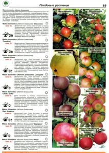 Яблоня дарья: особенности сорта и ухода