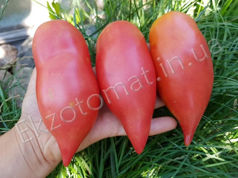 Описание сорта томата корейский длинноплодный и особенности выращивания