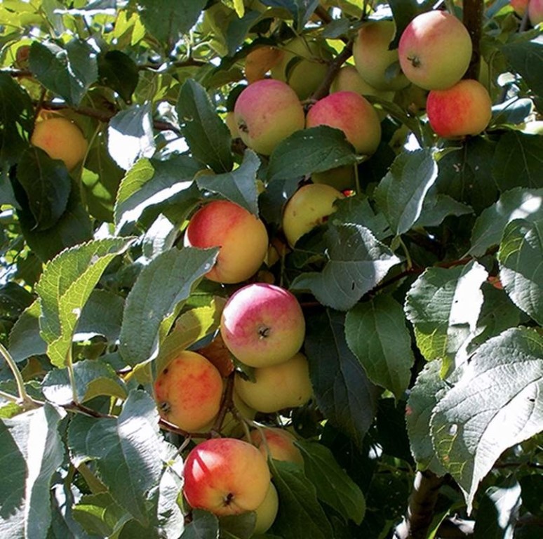 Сорт яблони «подарок садоводам»: характеристика, агротехника выращивания