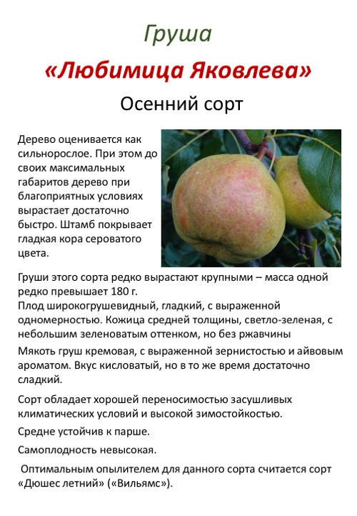 Чем хорош сорт яблок семеренко и как его правильно вырастить