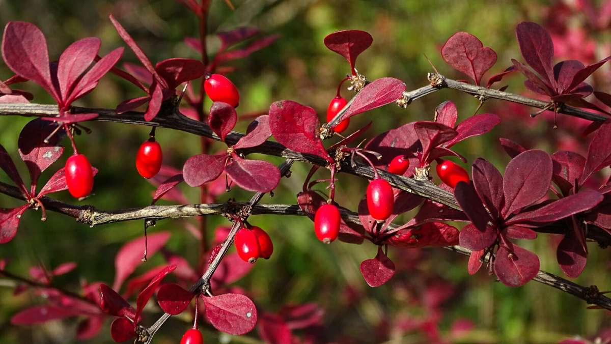 Барбарис полезные свойства и противопоказания фото