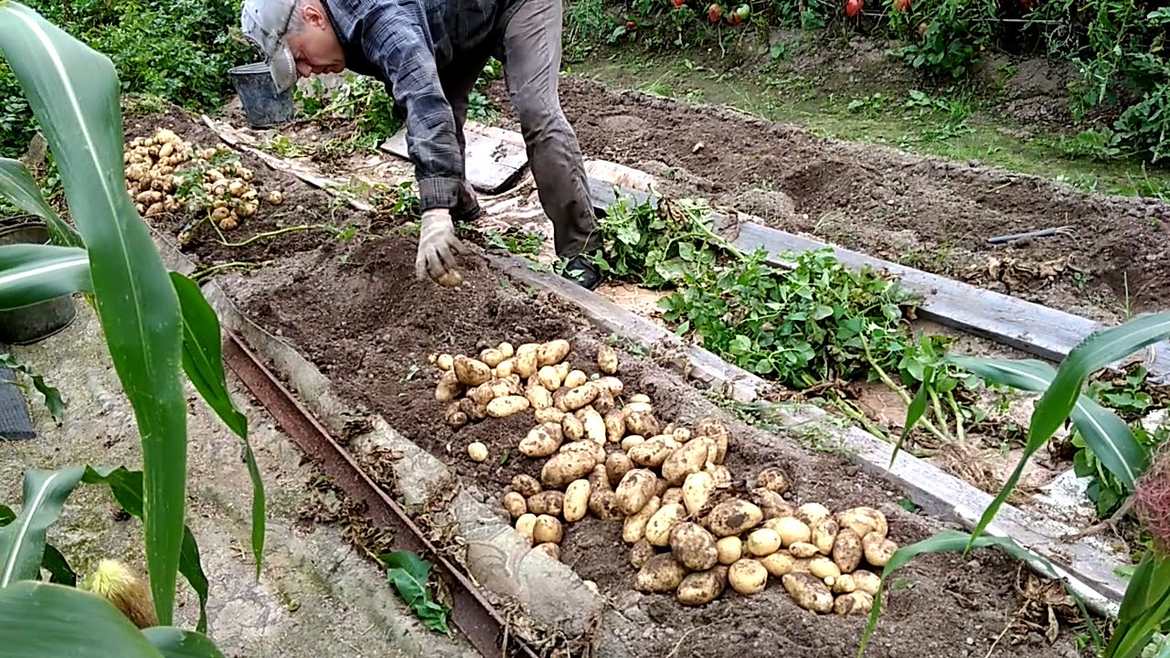 Посадка картофеля по методу митлайдера