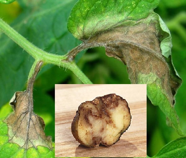 Как бороться с фитофторой на картофеле: эффективные методы лечения