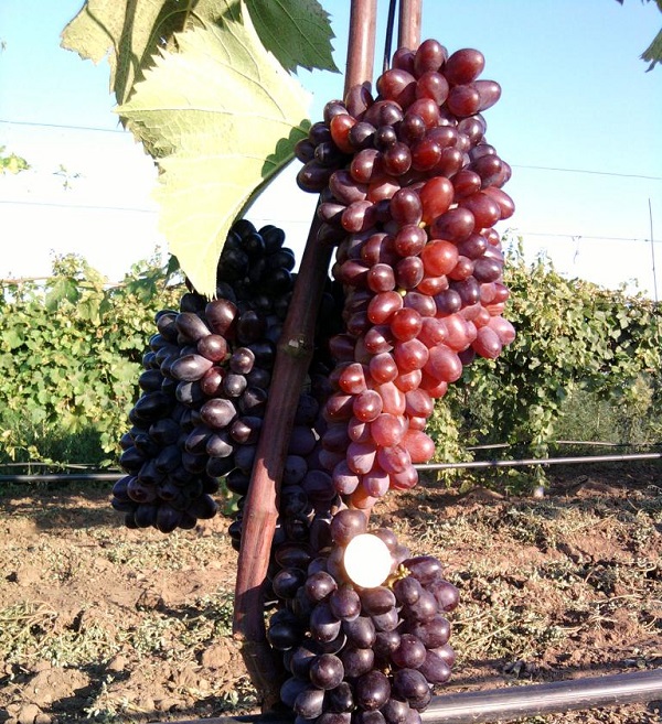 Виноград кишмиш «юпитер» — бессемянный и урожайный