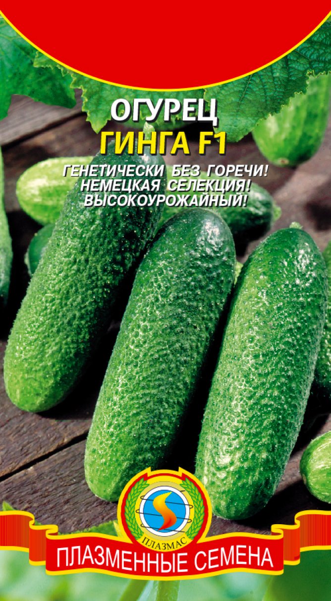 Огурец гинга: описание сорта, фото