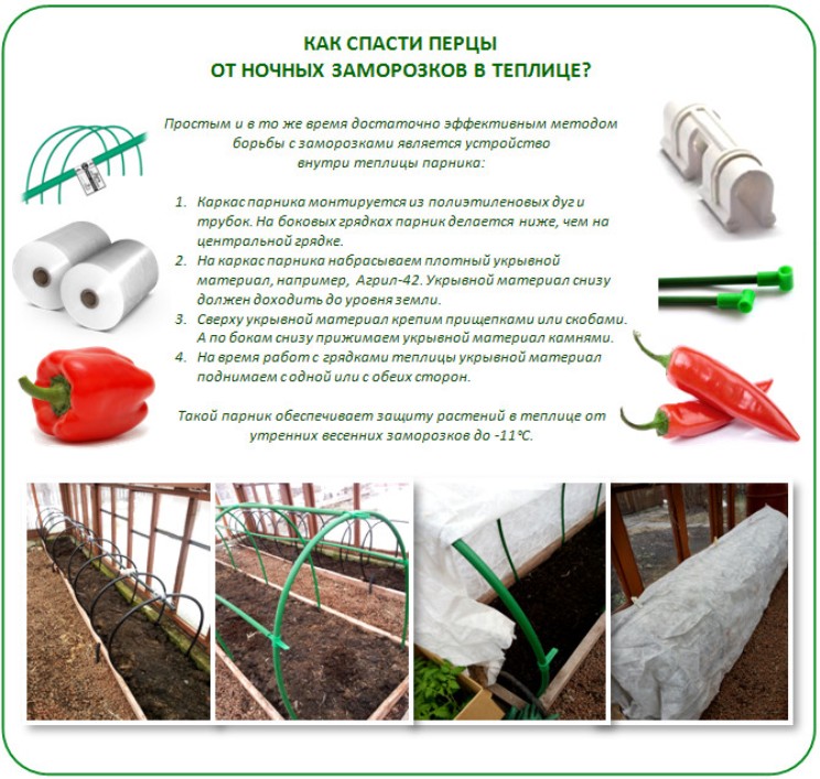 Выращивание сладкого перца в теплице из поликарбоната: как вырастить овощ правильно? русский фермер